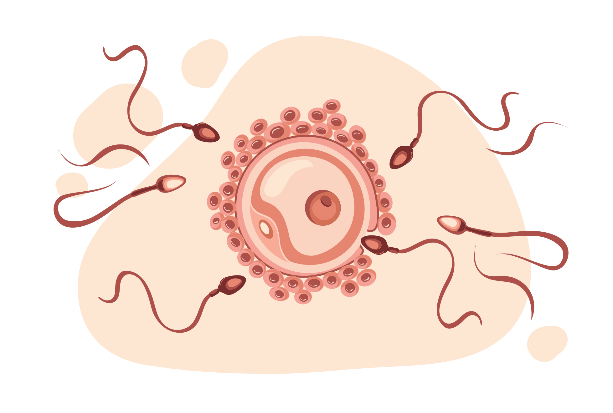 human egg cell visible